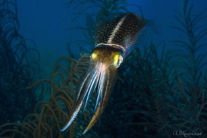 Squid, Bonaire by Aleksandr Marinicev 